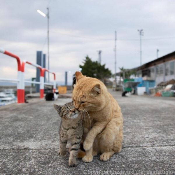 Японские уличные кошки в фотографиях Масаюки Оки (37 фото)