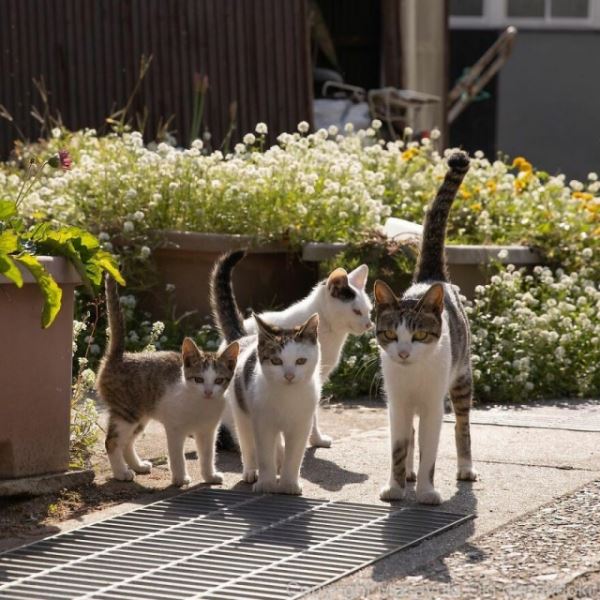 Японские уличные кошки в фотографиях Масаюки Оки (37 фото)